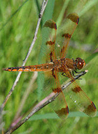 Painted Skimmer